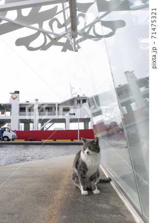 男木港のフェリーと猫 71475321