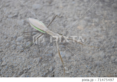 オオカマキリ オオカマキリ 71475497