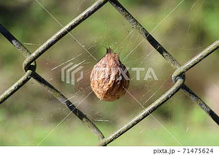 蛾の繭 蛾の繭 71475624