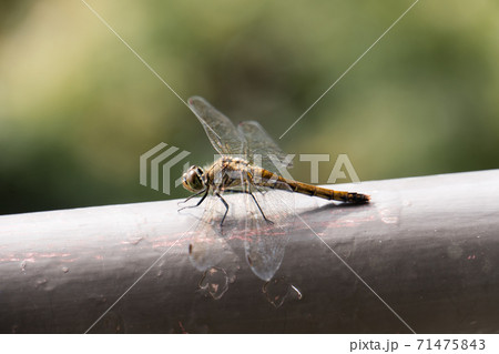 シオカラトンボ 71475843