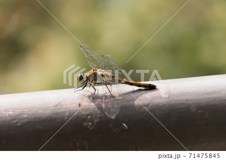 シオカラトンボ 71475845