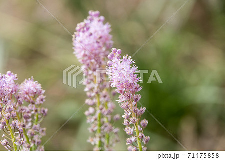 ルツボの花 ルツボの花 71475858