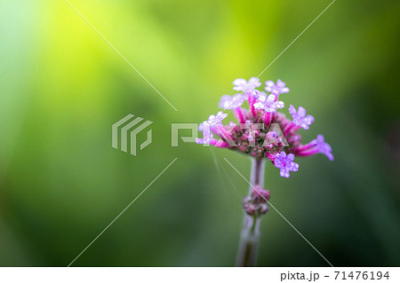 The background image of the colorful flowers 71476194