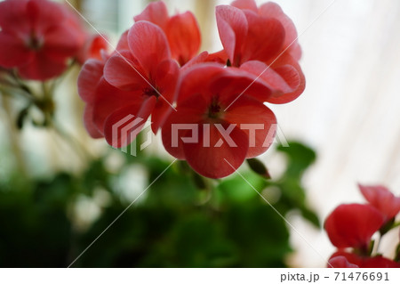 鉢植えの花 ゼラニウム アップの写真素材