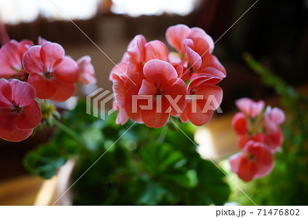 机の上の鉢植えの花 ゼラニウムの写真素材