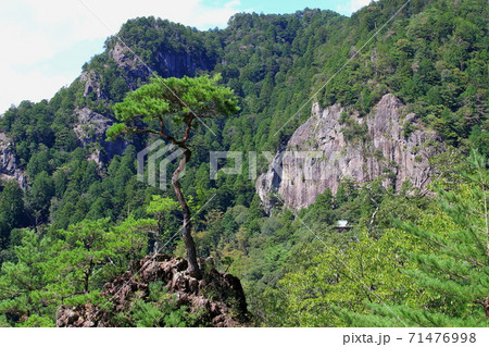 鳳来寺山の一本松 71476998