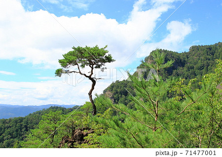 鳳来寺山の一本松 71477001