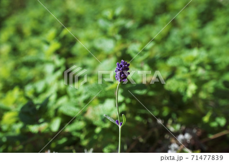 ラベンダーの花 71477839