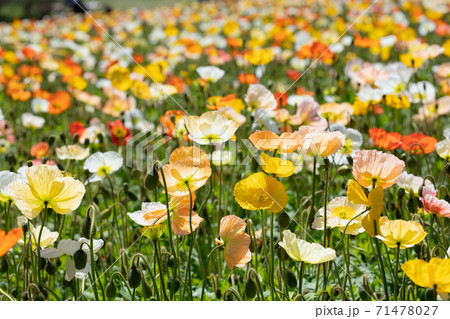 アイランドポピーの花畑 71478027