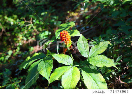 マムシグサの実の写真素材