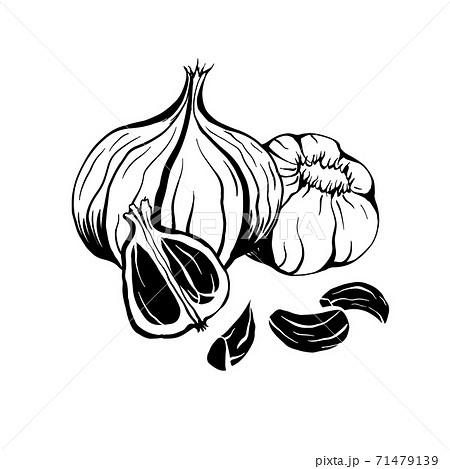 Illustration of black fermented garlic. Product for health and longevity. Useful seasoning for Asian dishes. Natural sweetener. Vector element 71479139