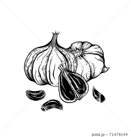 Illustration of black fermented garlic with hatching. Product for health and longevity. Useful seasoning for Asian dishes. Natural sweetener. Vector engraved element 71479144