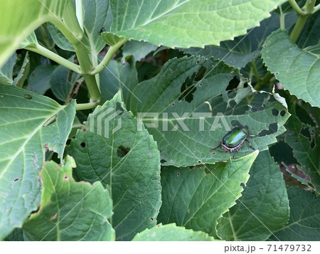 虫食い穴のある紫陽花の葉にいる緑色の昆虫 The Insectの写真素材