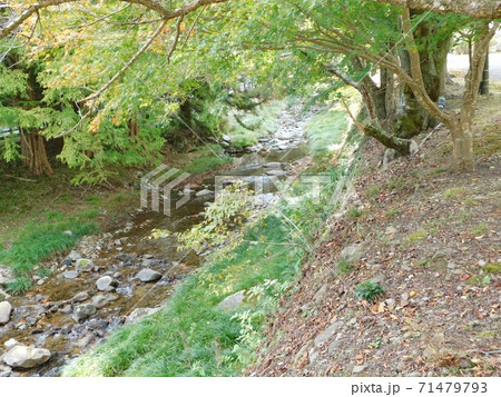大寧寺川の川岸 71479793