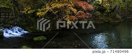 北海道 京極ふきだし公園（秋 紅葉） 71480496