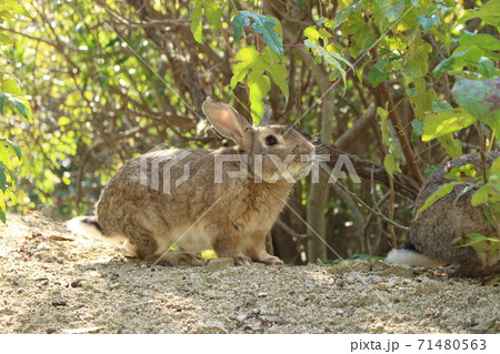 大久野島の野生のウサギ 大久野島の野生のウサギ 71480563