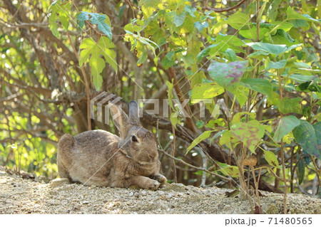 大久野島の野生のウサギ 大久野島の野生のウサギ 71480565