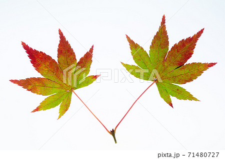 紅葉途上のモミジの葉の透過光撮影 紅葉途上のモミジの葉の透過光撮影 71480727
