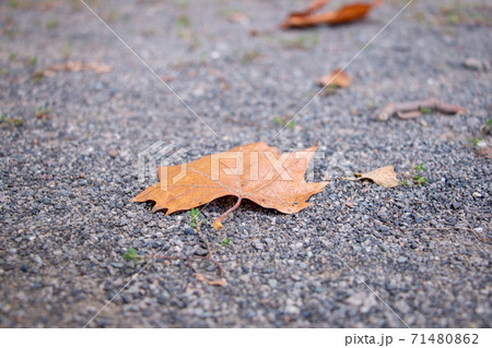 紅葉の落ち葉 紅葉の落ち葉 71480862