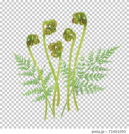 沃拉比的手繪插圖/春季野菜 71481093