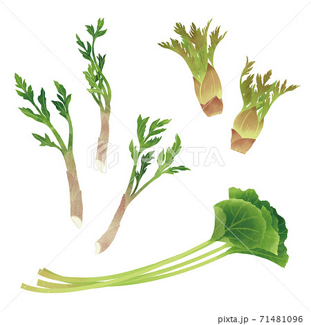 山菜の手描きイラスト 春の食材のイラスト素材 山菜の手描きイラスト 春の食材のイラスト素材