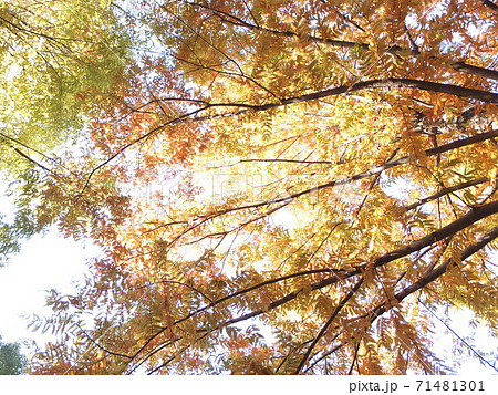 落葉針葉樹メタセコイアの紅葉の写真素材