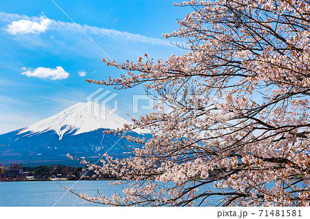 日本の春 桜と富士山と河口湖 山梨県南都留郡 年4月の写真素材