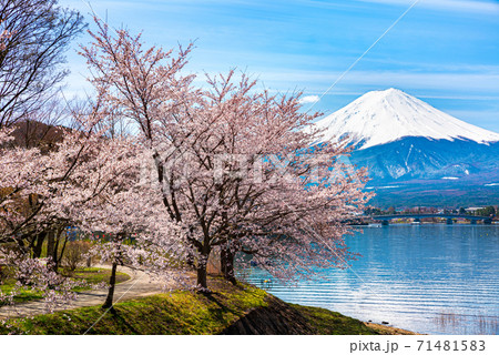 河口湖畔の春・富士山と満開の桜（山梨県南都留郡富士河口湖町）2020年4月の写真素材 [71481583] - PIXTA