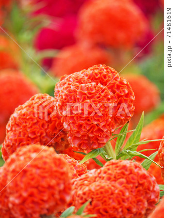 花壇に咲く鮮やかなオレンジ色の久留米ケイトウの花 花壇に咲く鮮やかなオレンジ色の久留米ケイトウの花 71481619