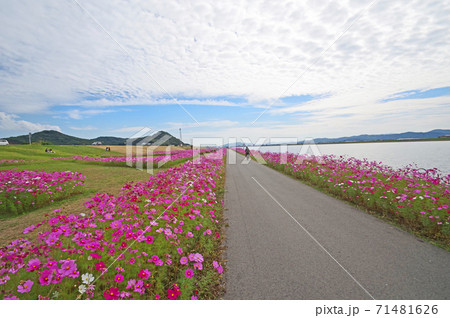 延々と続く遠賀川河川敷のコスモスと秋の空 延々と続く遠賀川河川敷のコスモスと秋の空 71481626