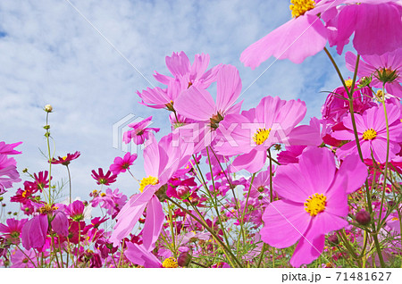 可憐なピンク色のコスモスと秋の空 可憐なピンク色のコスモスと秋の空 71481627