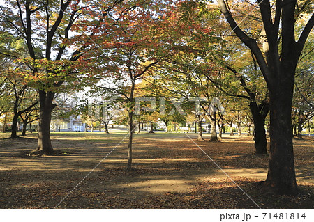 秋の東綾瀬公園　東京都足立区 71481814