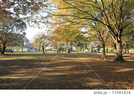 秋の東綾瀬公園 東京都足立区 秋の東綾瀬公園 東京都足立区 71481818