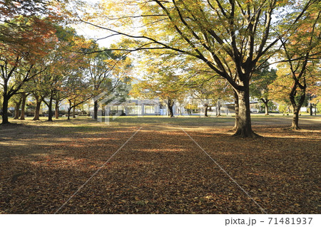 秋の東綾瀬公園　東京都足立区　 71481937