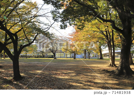 秋の東綾瀬公園 東京都足立区 秋の東綾瀬公園 東京都足立区 71481938