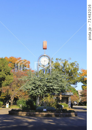 秋の東綾瀬公園　時計　東京都足立区　　 71482016
