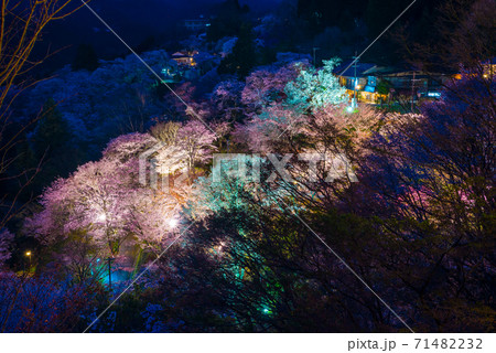 吉野山 下千本の夜桜ライトアップ 春 （奈良県吉野郡吉野町） 2020年4月 71482232