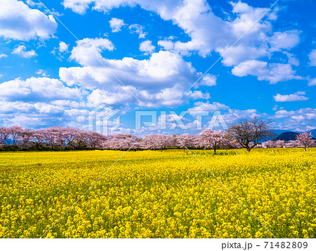藤原宮跡の桜と菜の花 71482809