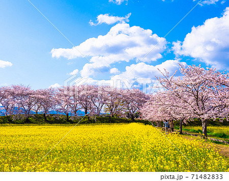 藤原宮跡の桜と菜の花の写真素材 7143