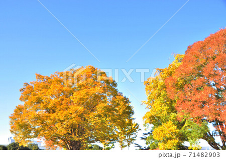 空と紅葉 71482903