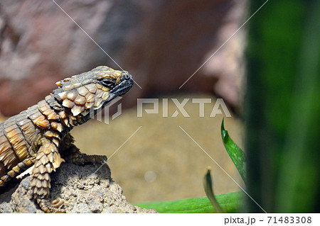 アルマジロトカゲ 71483308