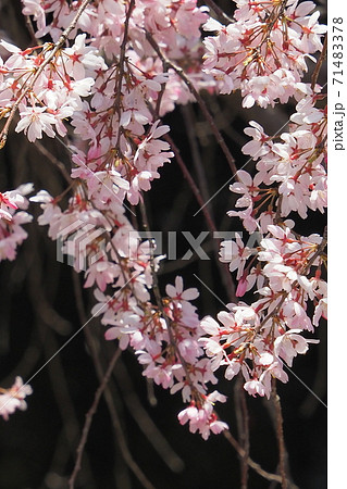 お寺の境内で咲く桜 71483378