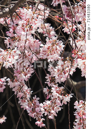 枝垂桜のアップ画像：ピンクが濃いめ：望遠撮影 71483380