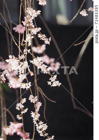 お寺の境内で咲く桜 71483395