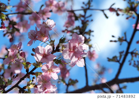 濃い色のサクラ 71483892