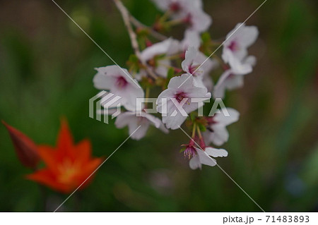 濃い色のサクラ 71483893