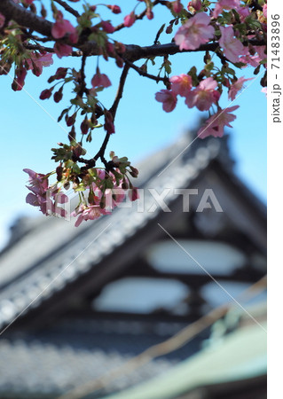 濃い色のサクラ 71483896