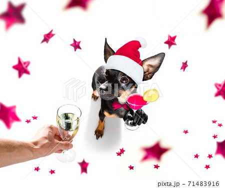 happy new year dog celberation happy new year dog celberation 71483916