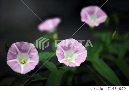 野草 木陰に咲く、コヒルガオの花 野草 木陰に咲く、コヒルガオの花 71484099