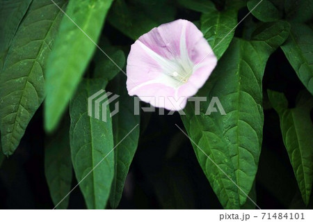 野草 木陰に咲く、コヒルガオの花 野草 木陰に咲く、コヒルガオの花 71484101